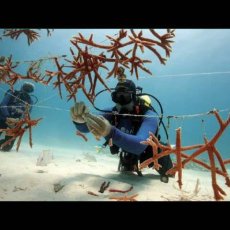 "Coral reefs and climate change: can anything be done?" Joanie Kleypas 